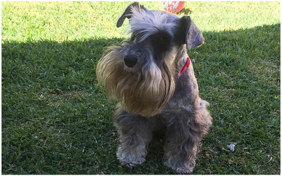 Conoce la historia de Bellita la Schnauzer